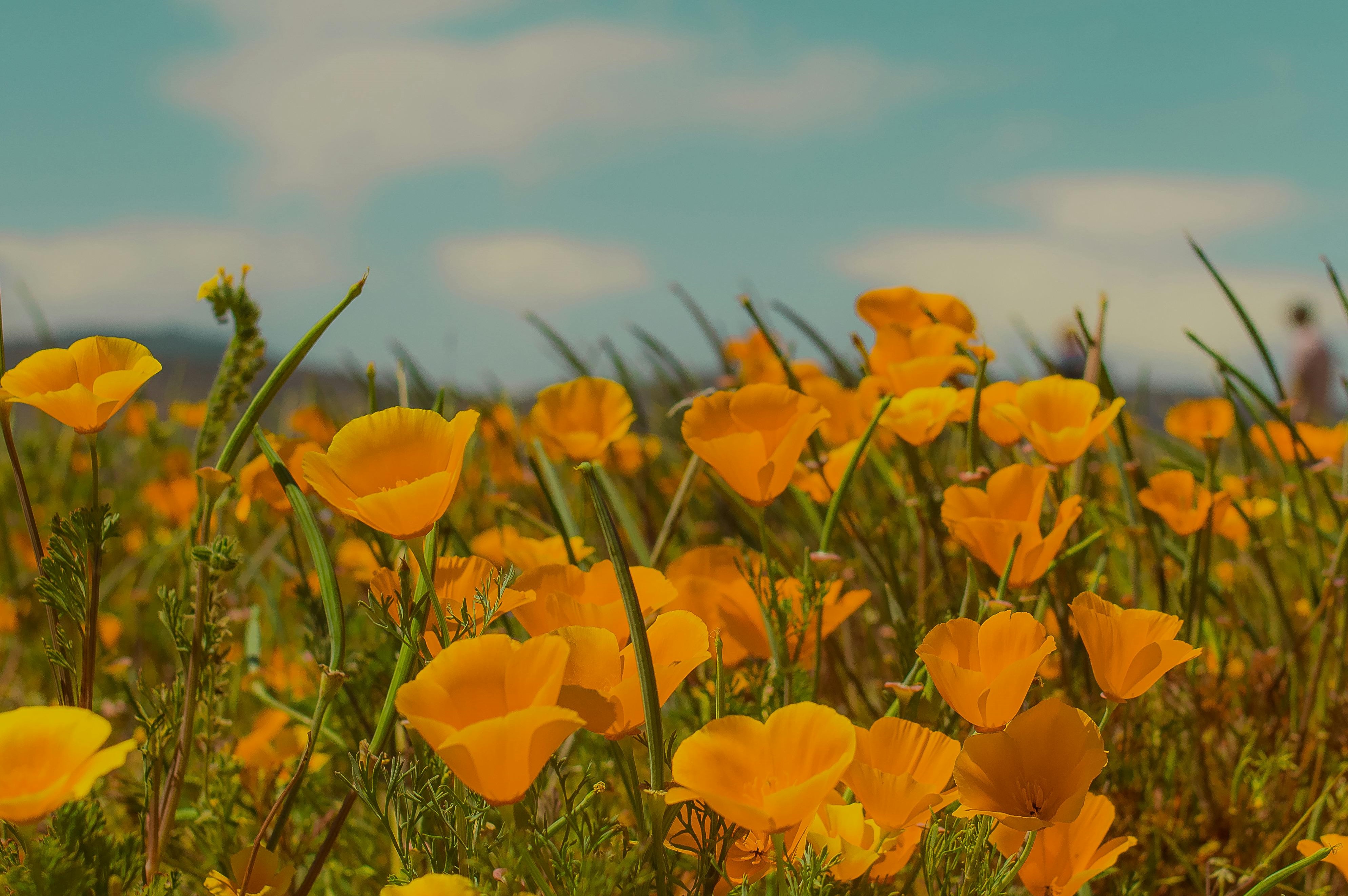 Amapola de California y Sueño